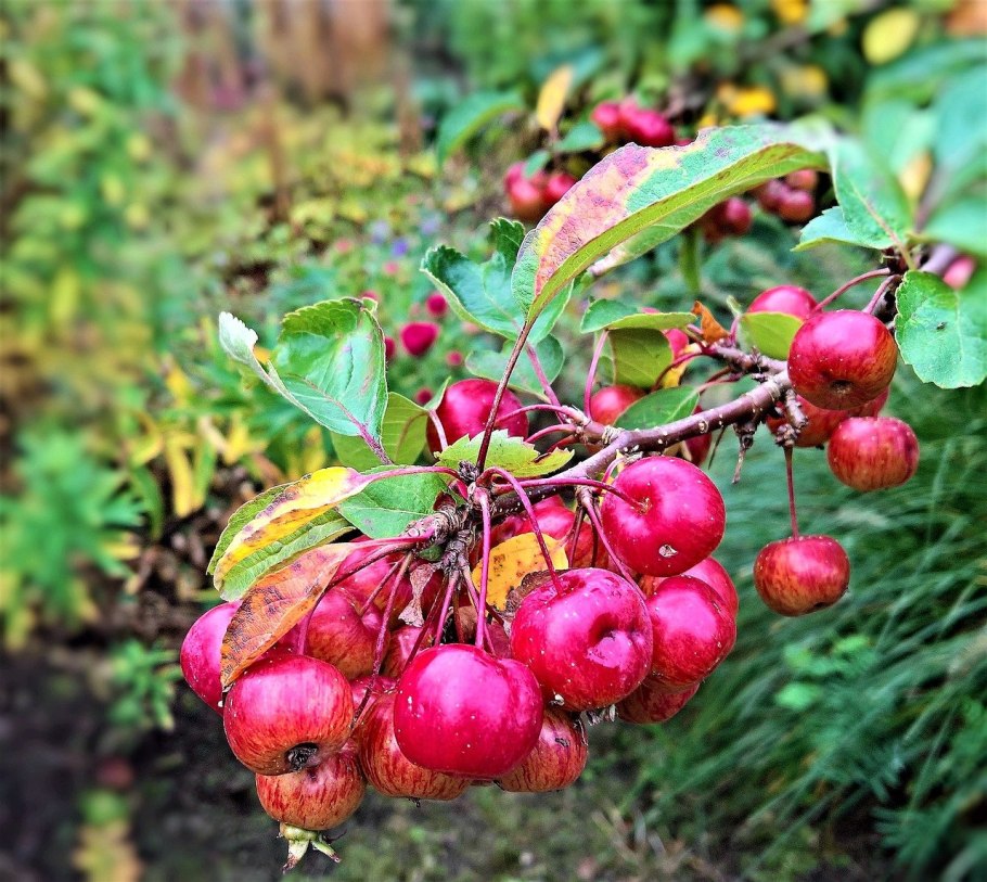 Яблоня / Malus Sylvestris