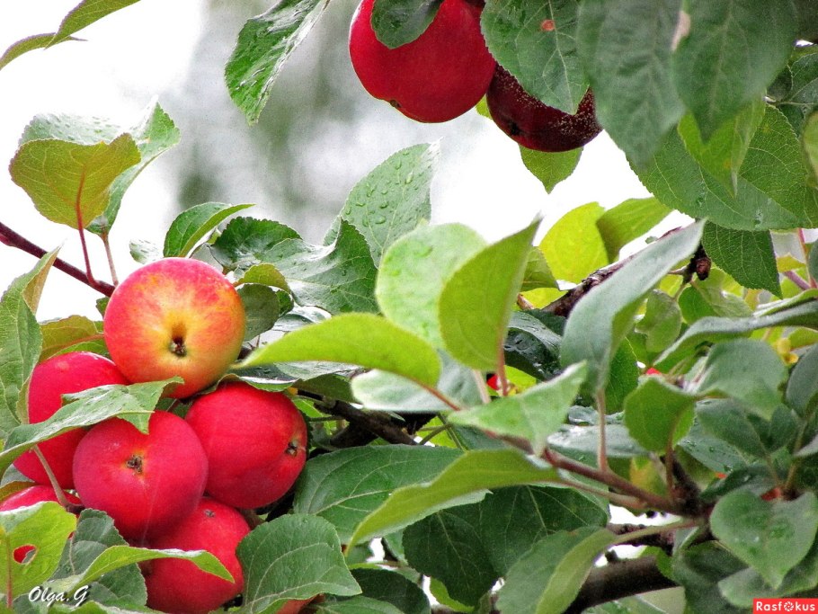 Яблоня Дикая Лесная