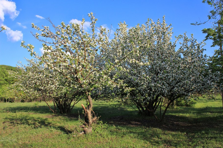 Яблоня Лесная Malus Sylvestris