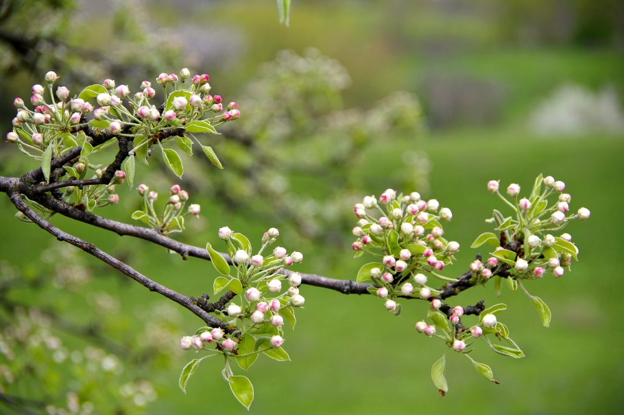 Яблоня Лесная Malus Sylvestris Mill.