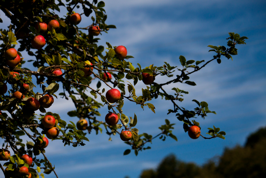 Яблоня Дикая Malus Sylvestris