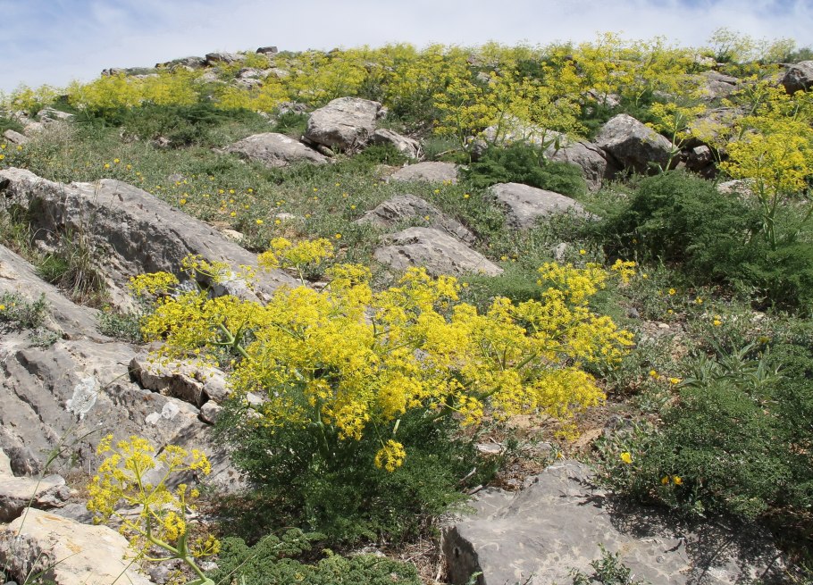 Ferula zeravschanica Lipsky ex Korovin