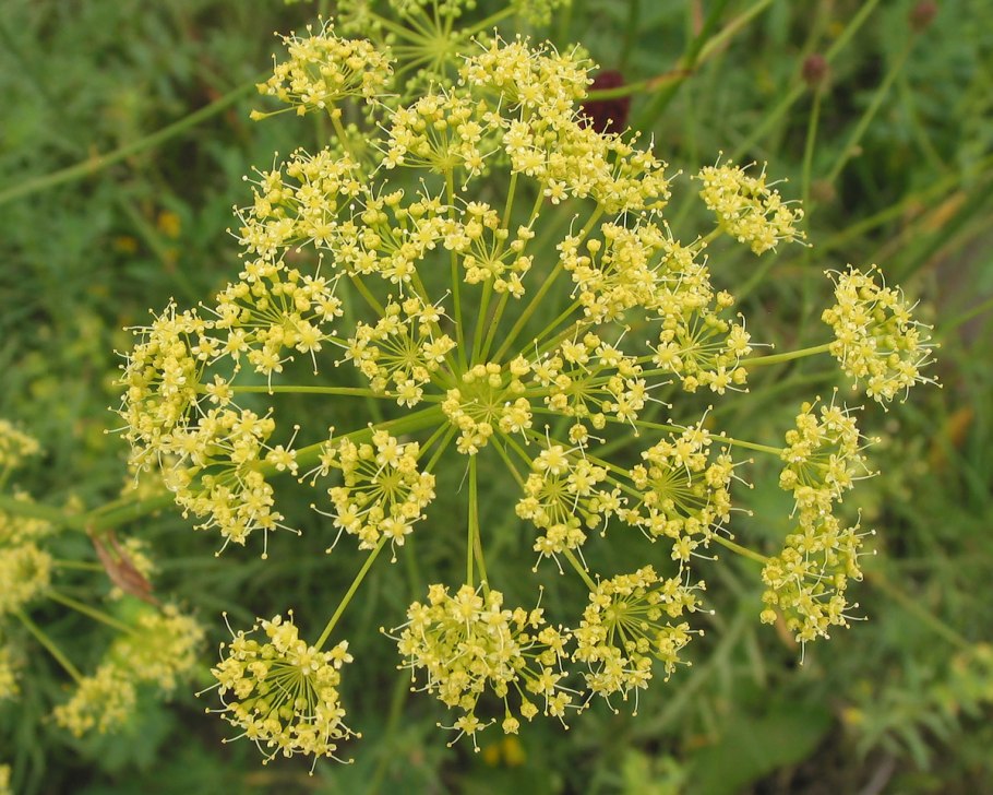 Ferula clematidifolia характеристики