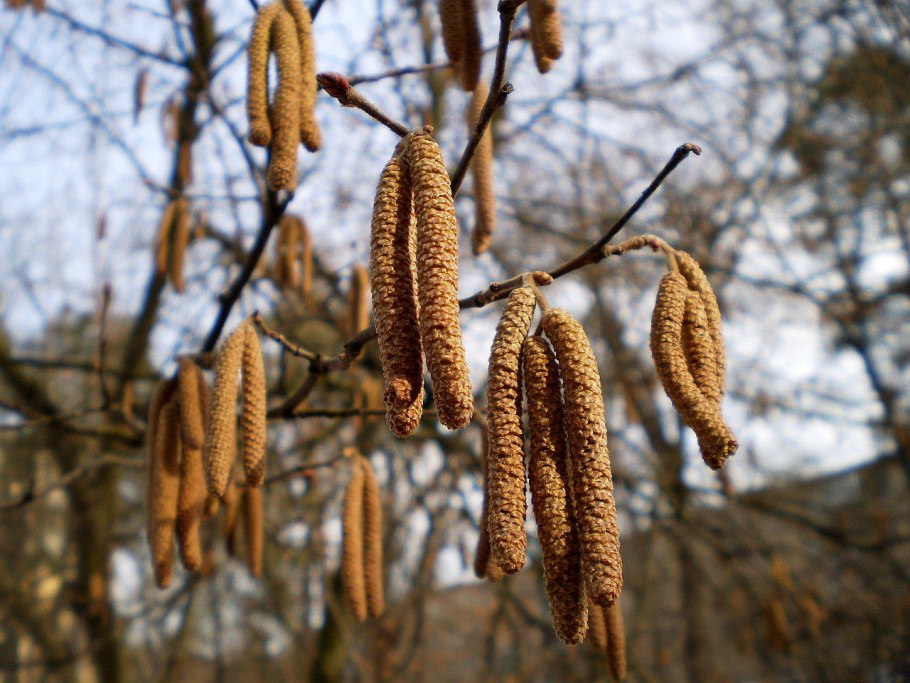 Орешник лещина