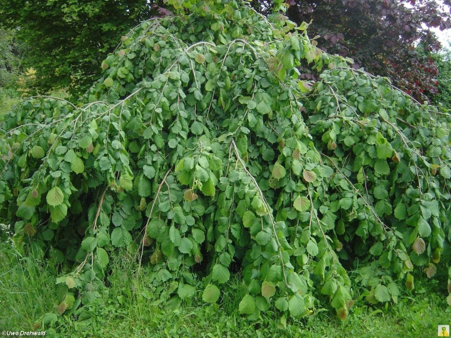 Лещина обыкновенная (Corylus avellana)