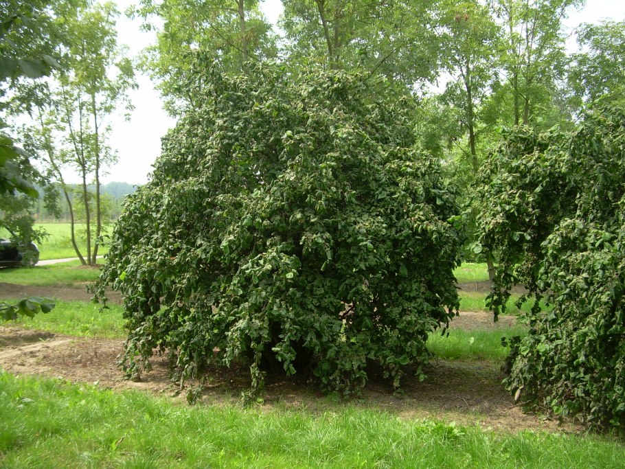 Лещина обыкновенная (Corylus avellana)