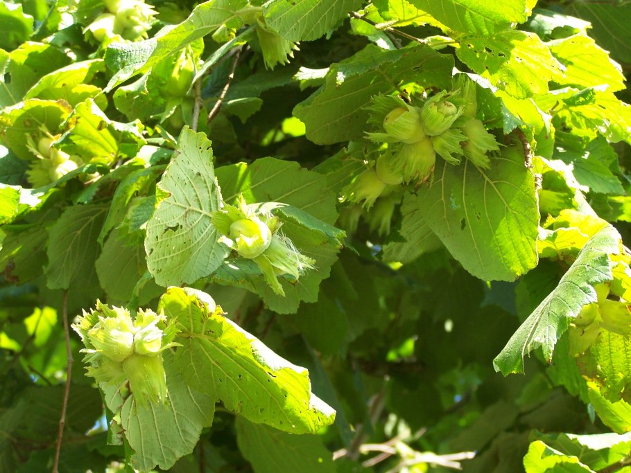 Лещина обыкновенная (Лесной орех)