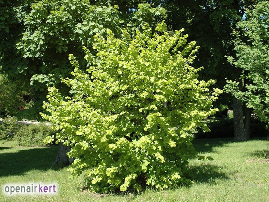 Лещина обыкновенная (Лесной орех)