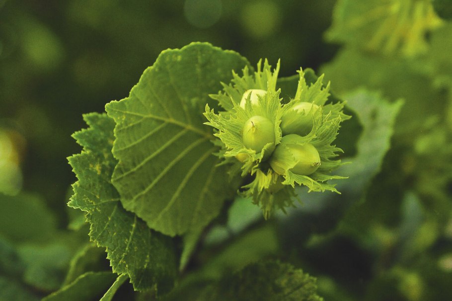 Лещина обыкновенная орешник