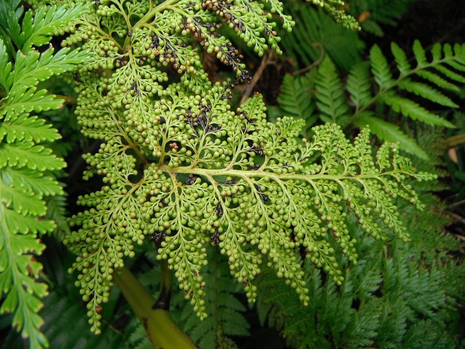 Тирсоптерис элегантный