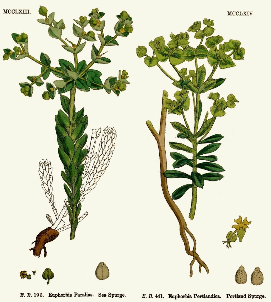 Диптериевые папоротники