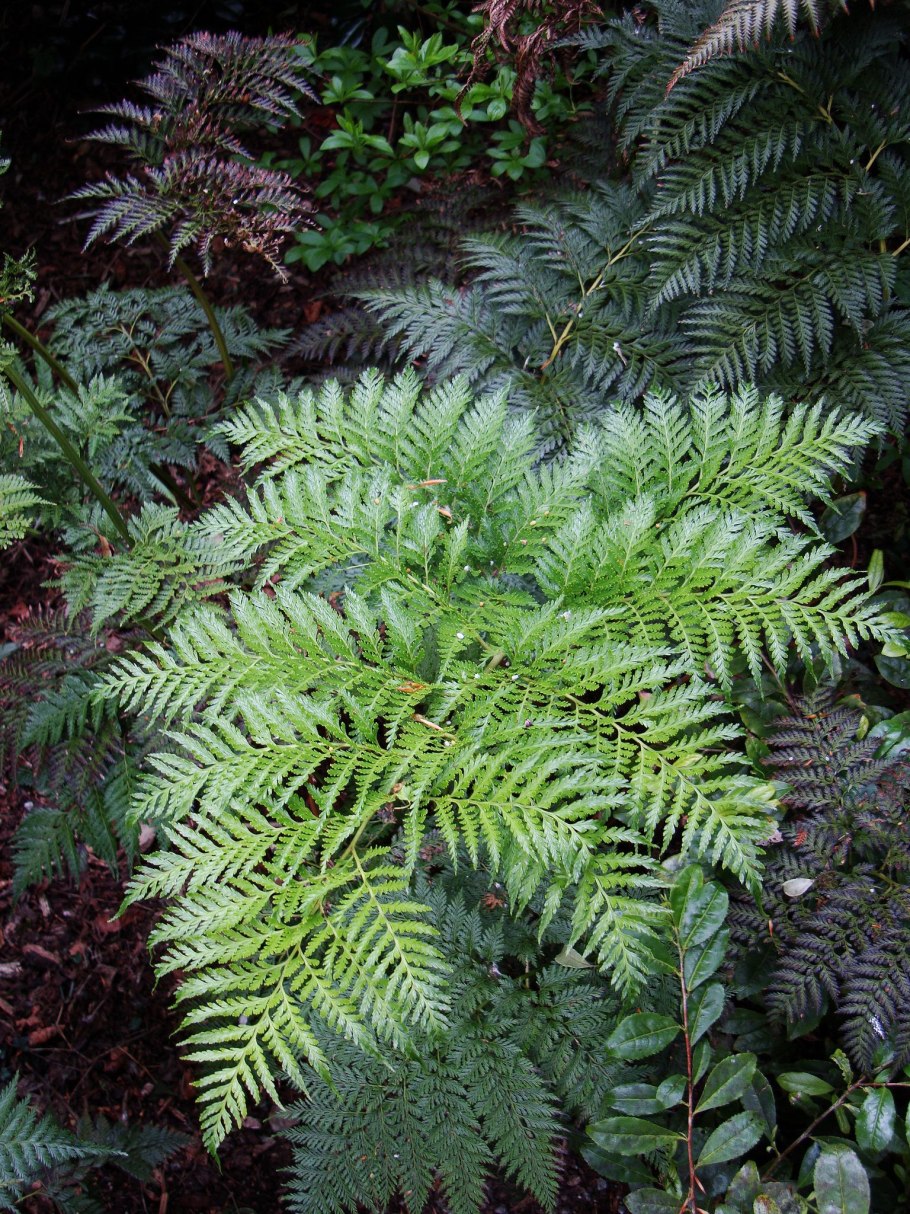 Папоротник thyrsopteris