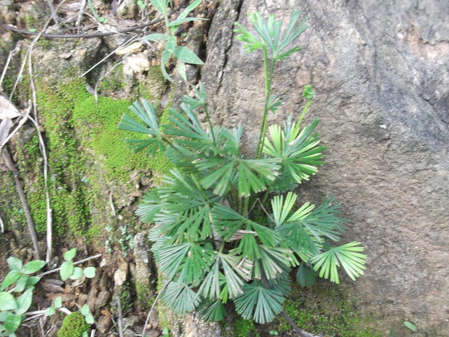 Астрагал серповидный