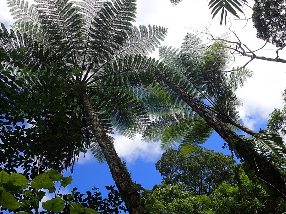 Pteridophyllum racemosum Птеридофиллум кистевидный