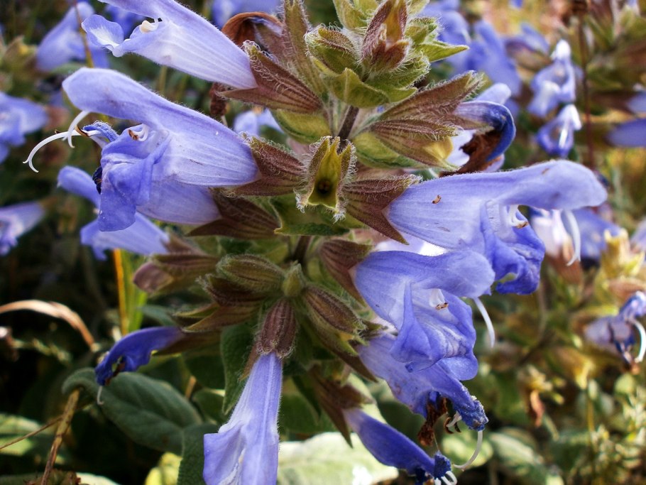 Губоцветные (Lamiaceae)