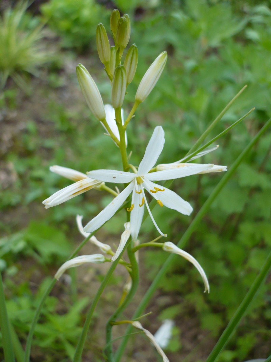 Венечник лилиаго