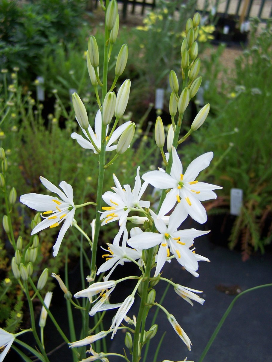 Венечник лилиаго