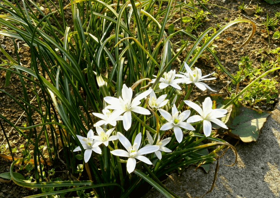 Кузик растение