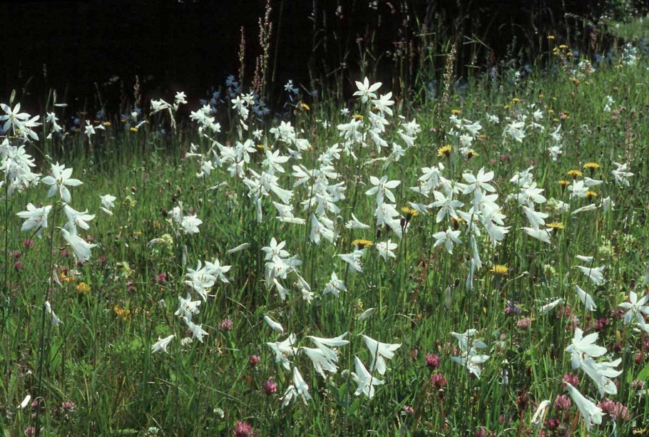 Венечник ветвистый рисунок