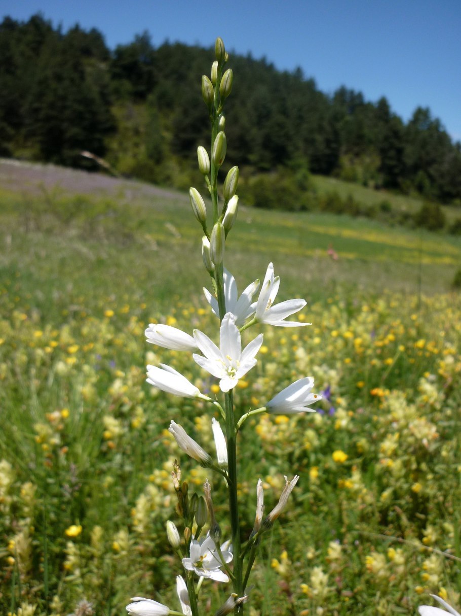 Трава Подмосковья с чесночным запахом и белыми цветами