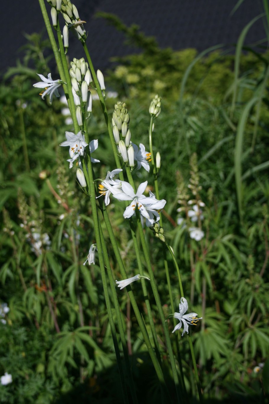 Парадизея лилиевидная Paradisea liliastrum