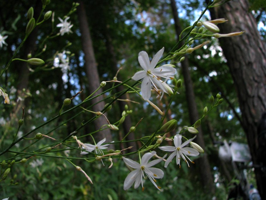 Венечник развесистый