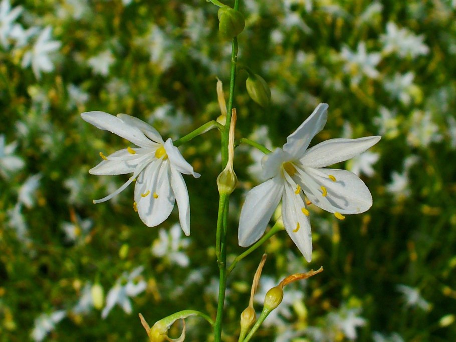 Anthericum ramosum