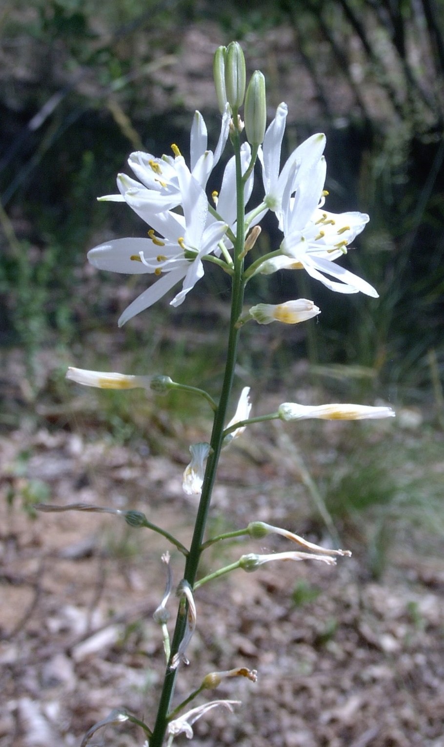 Anthericum ramosum