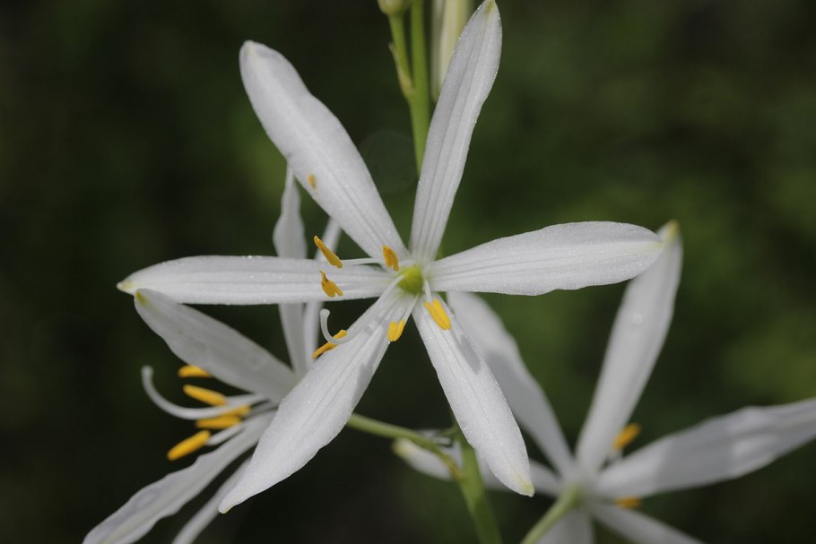 Венечник лилиаго