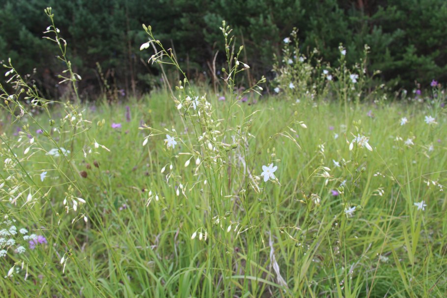 Лук душистый цветы