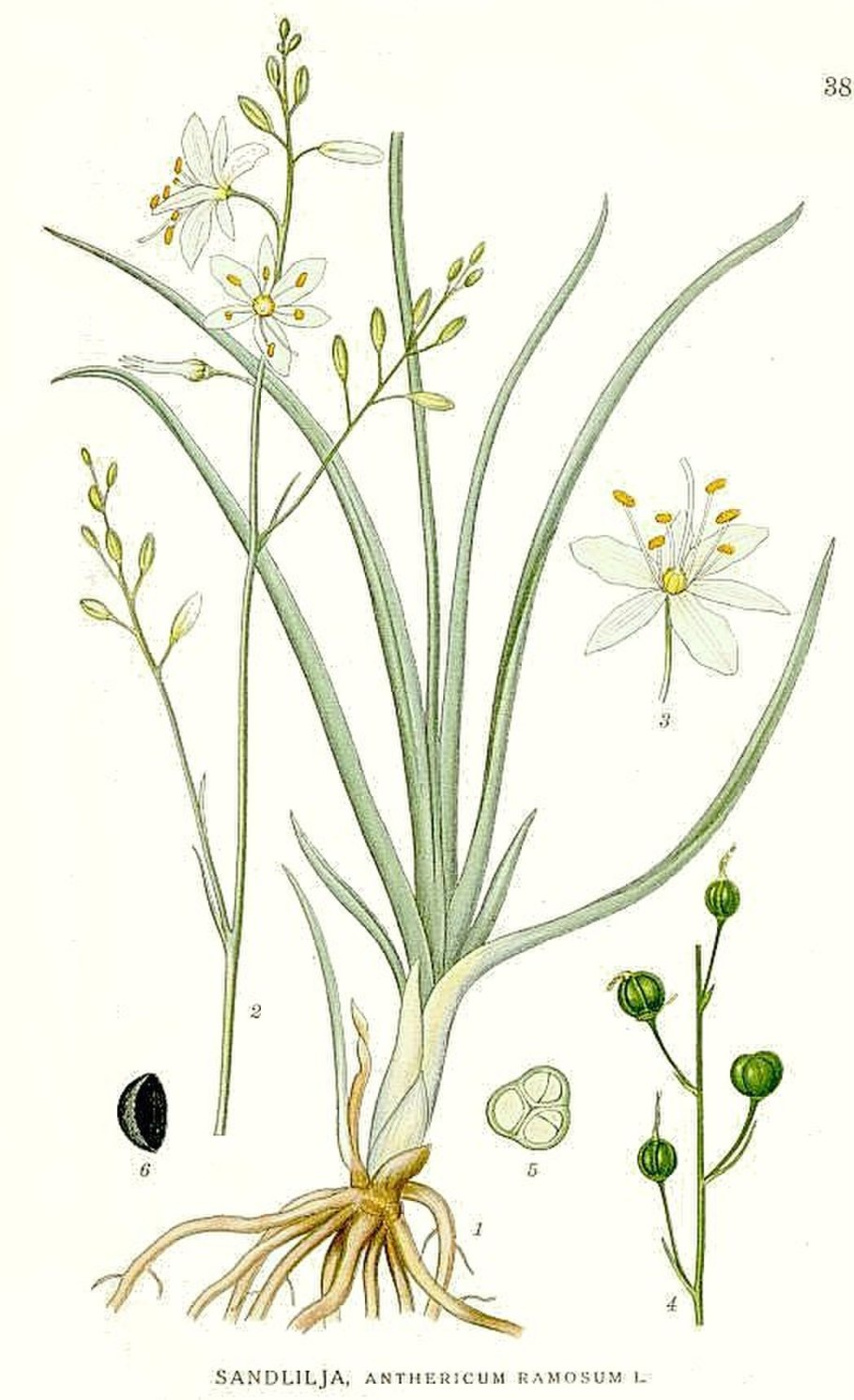 Птицемлечник Крымский