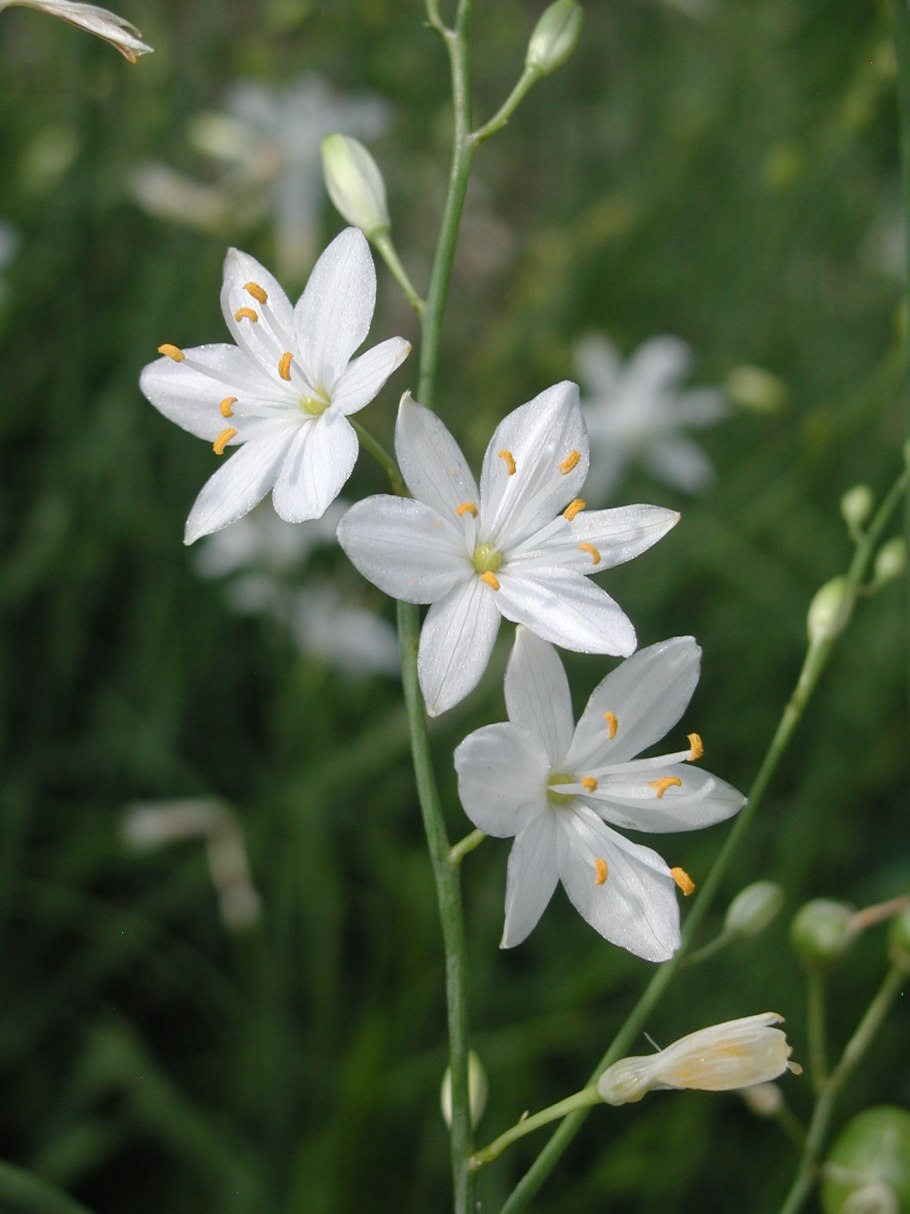 Anthericum liliastrum)