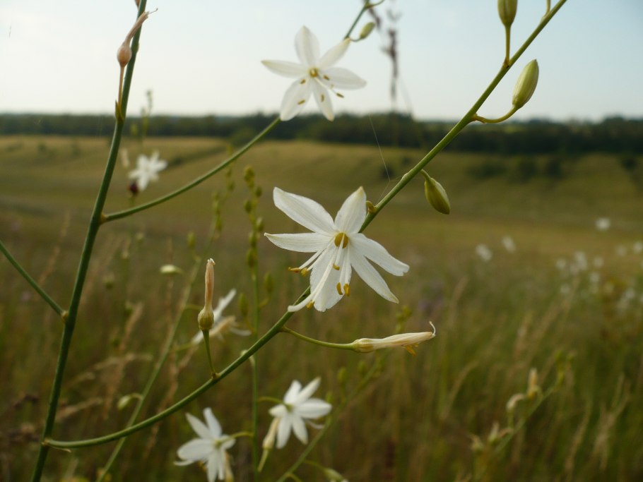Венечник ветвистый Anthericum ramosum