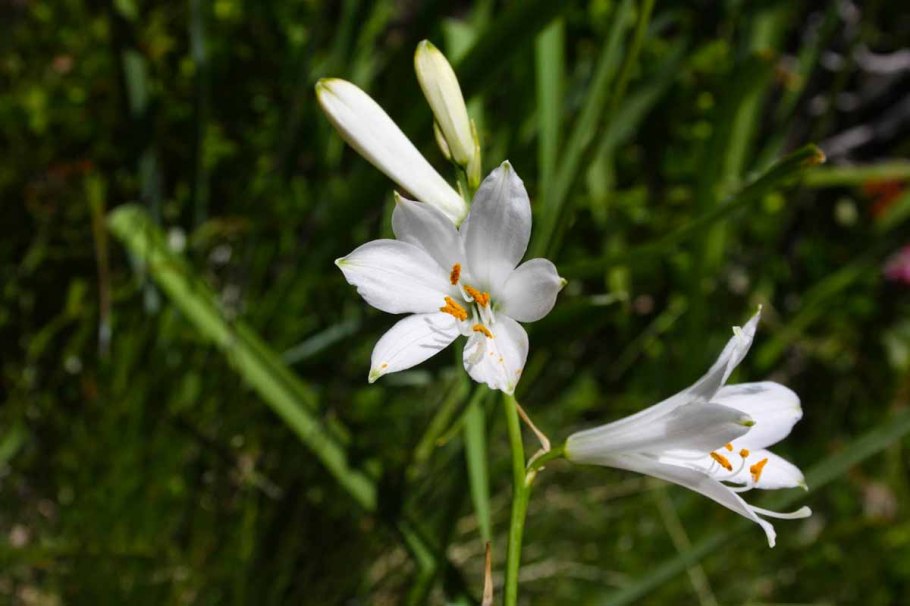 Венечник фото растения