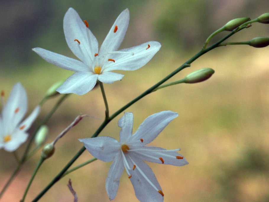 Венечник ветвистый с2