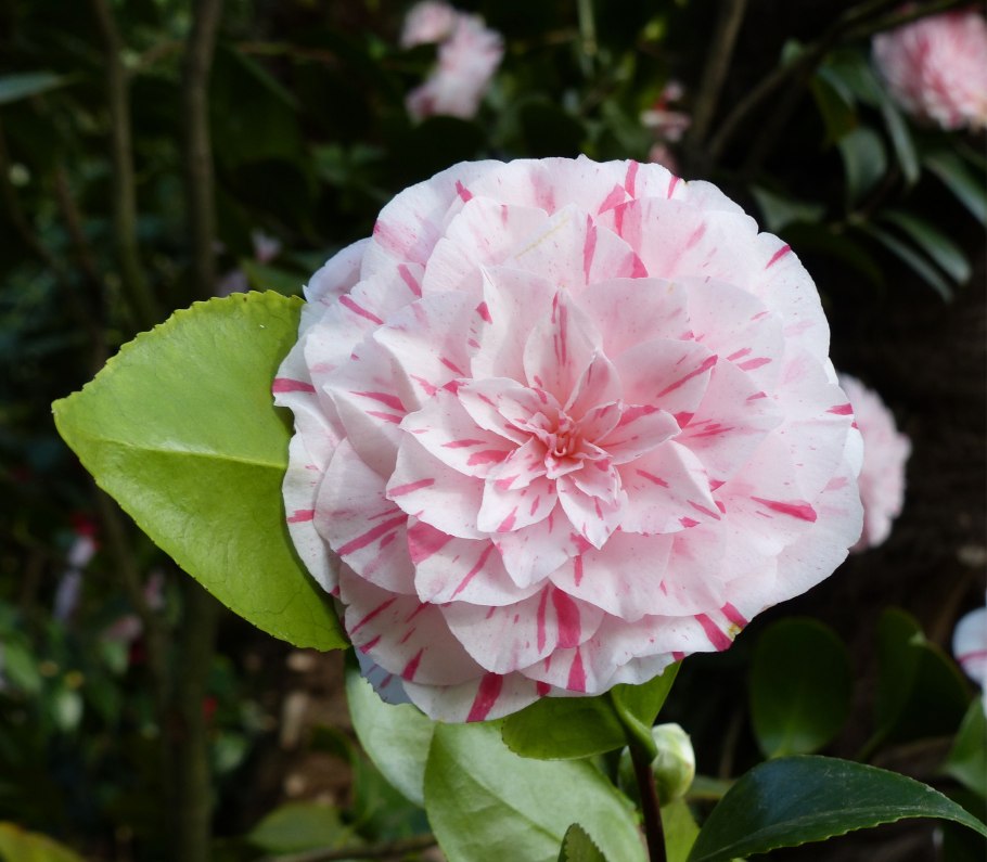 Калланетика разминка