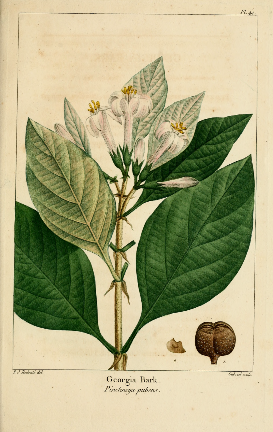 Pinckneya pubens