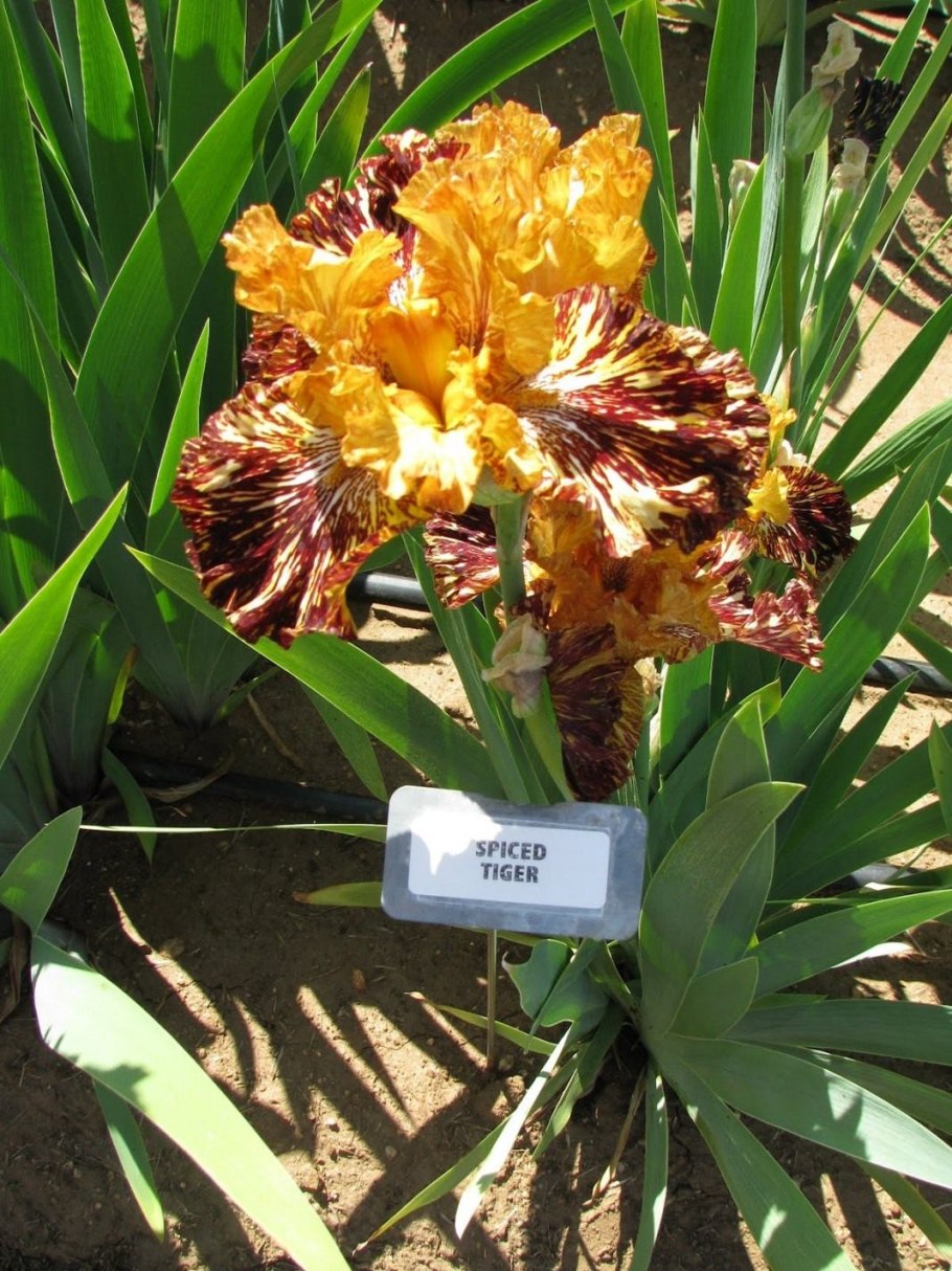 Ирис спайсед тайгер