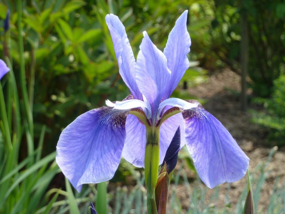 Ирис сибирский тонколистный