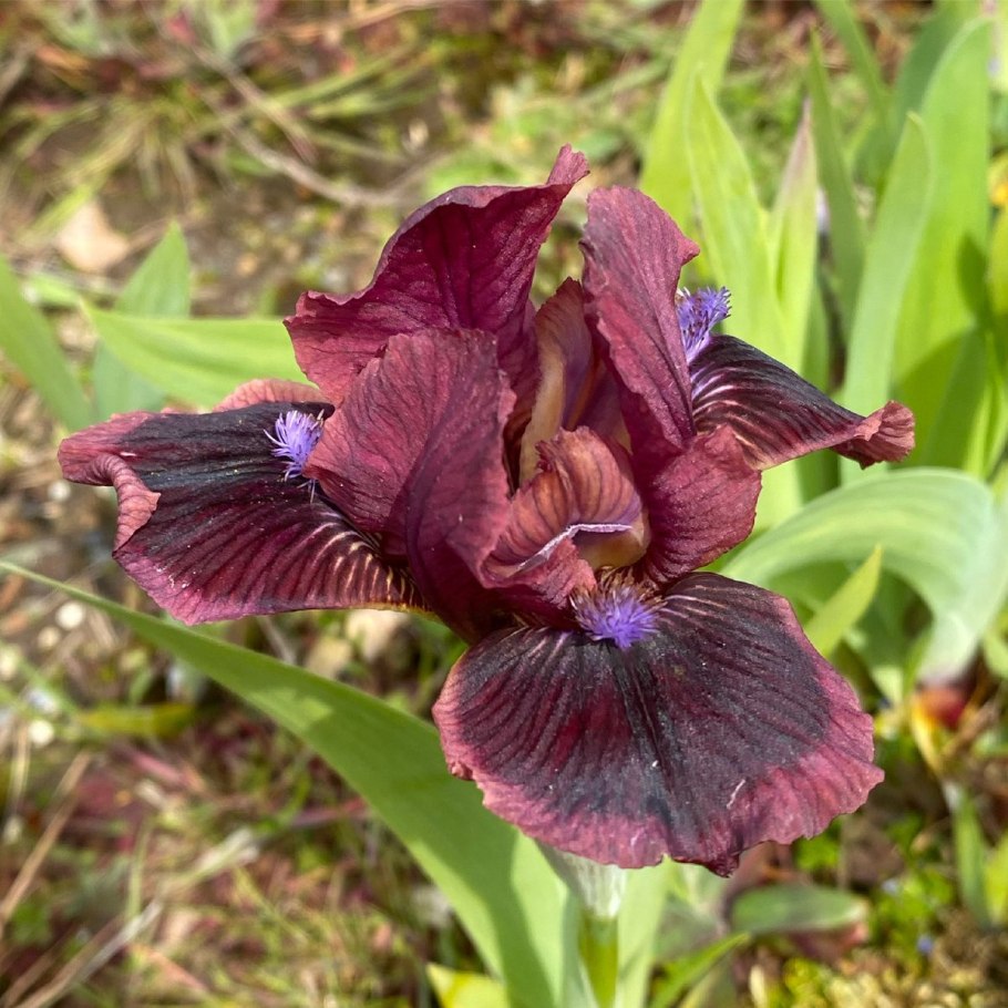 Ирис карликовый кэтс ай