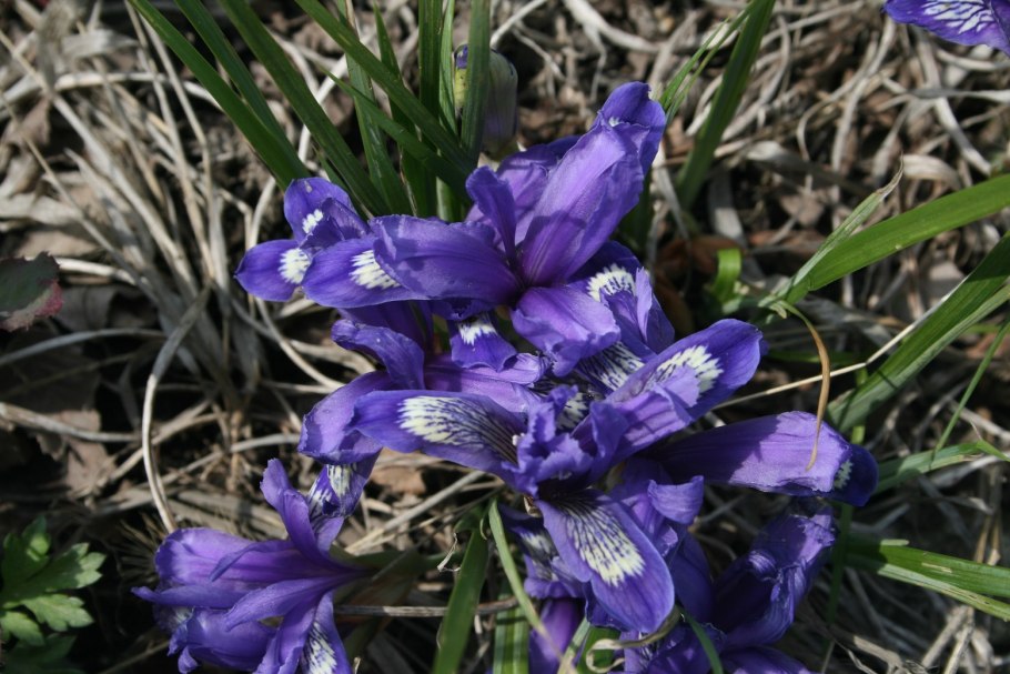 Ирис сибирский. кукушкины слёзки -энциклопедия