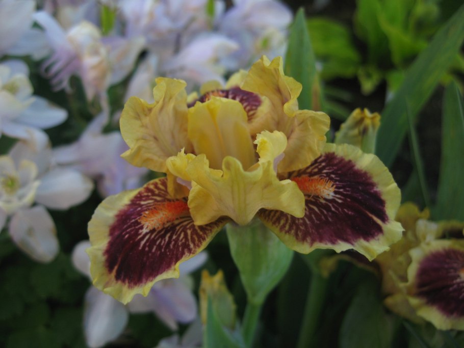 Ирис карликовый