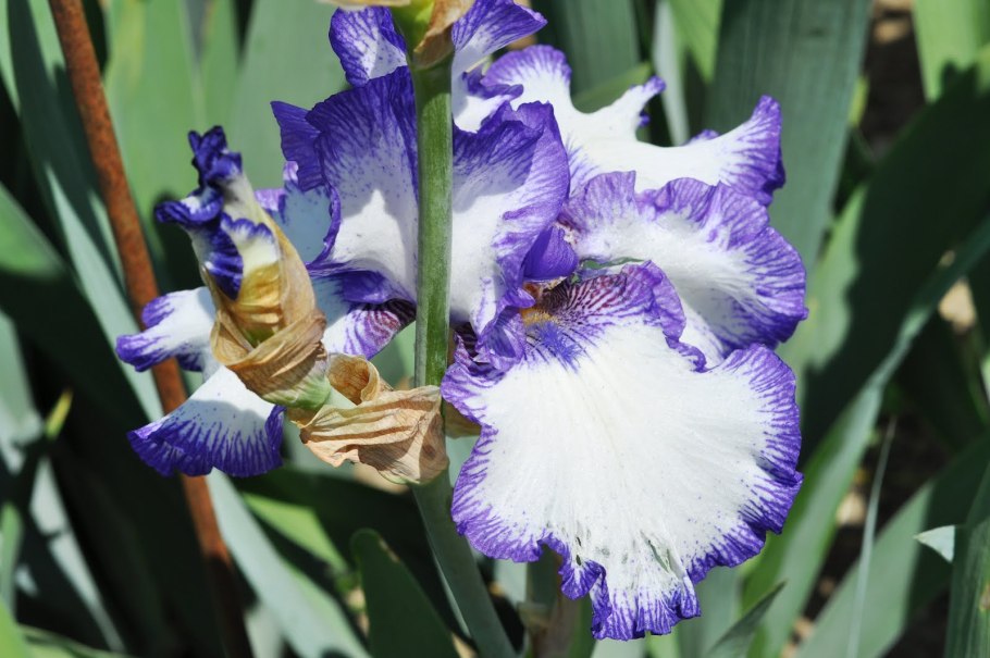 Ирис златовласка