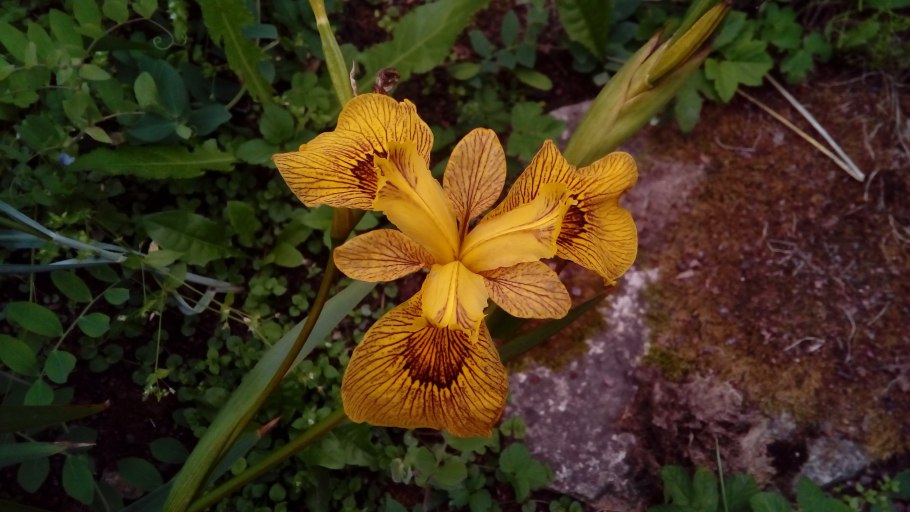 Ирис аировидный  holden's child