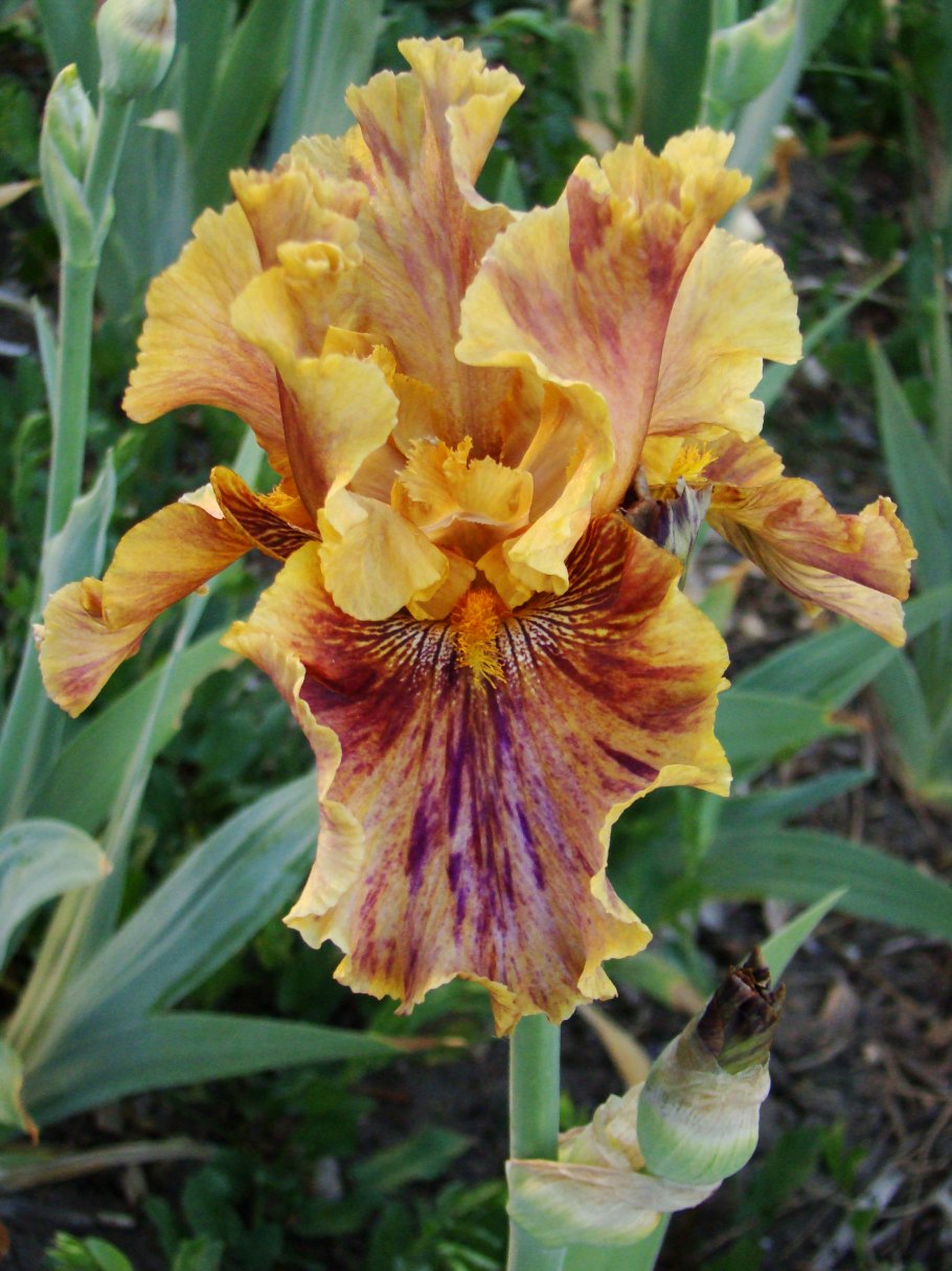 Ирис кримсон тайгер