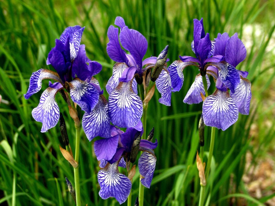 Ирис касатик луговой