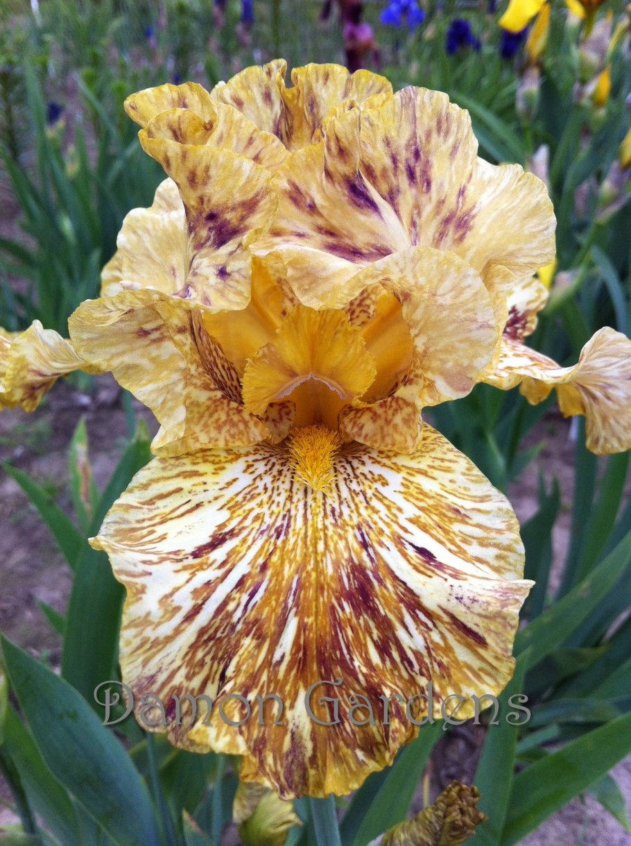 Ирис хани глейзд