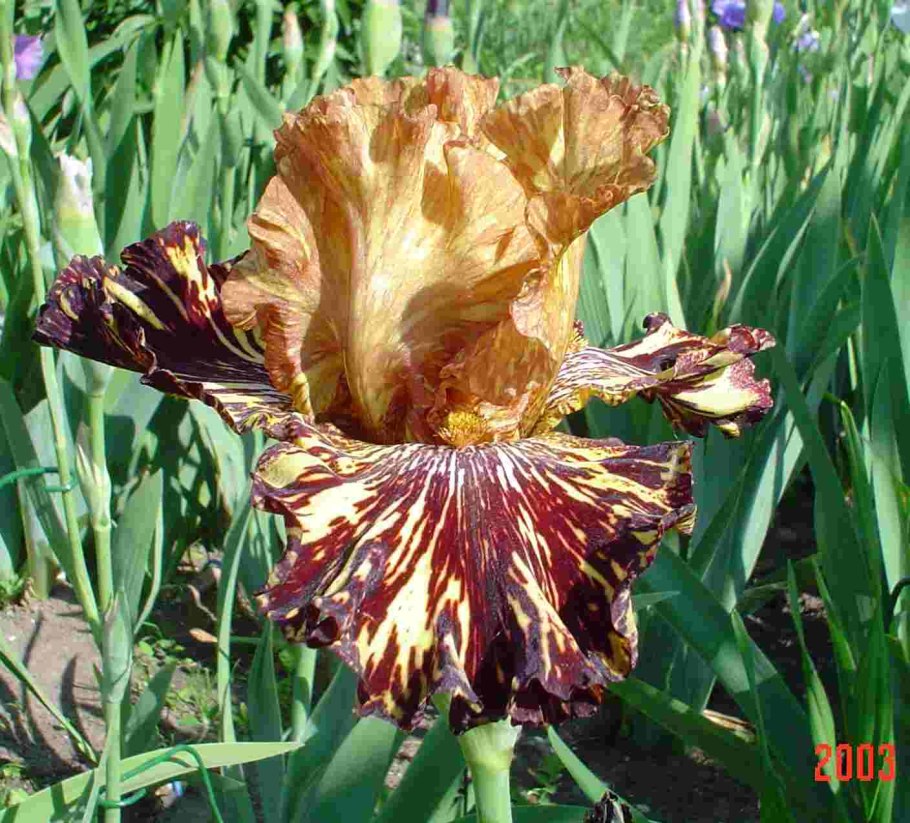 Ирис спайс тайгер