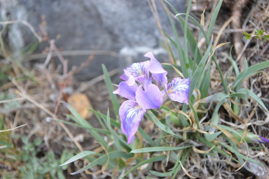 Ирис тонколистный