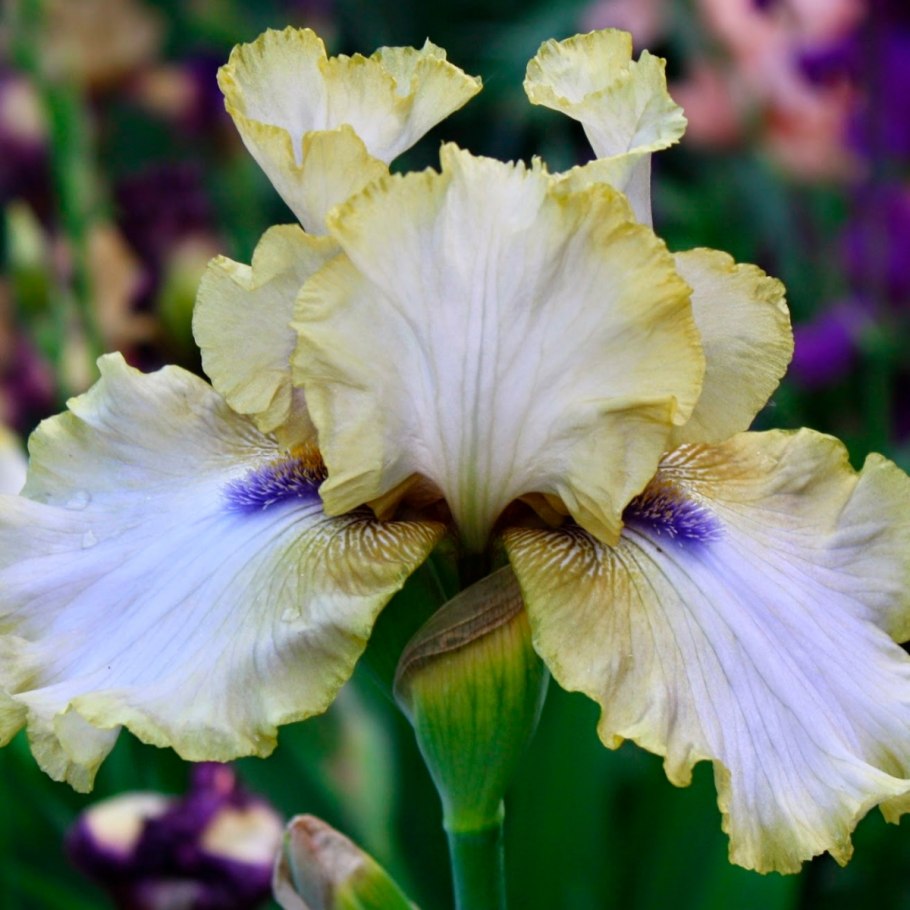 Ирис belgian princess